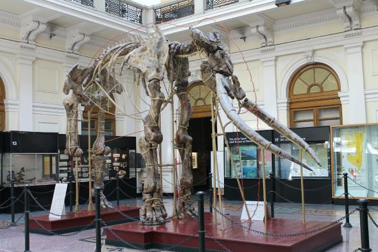 Naturhistorisches Museum Giacomo Doria